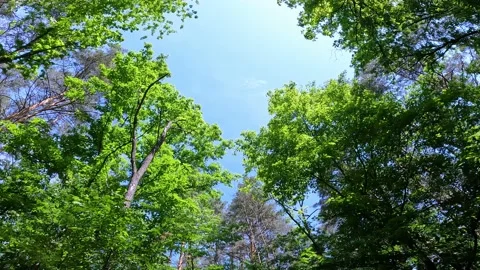 View of the blue sky through the treetops, forest Stock Footage 196155718
