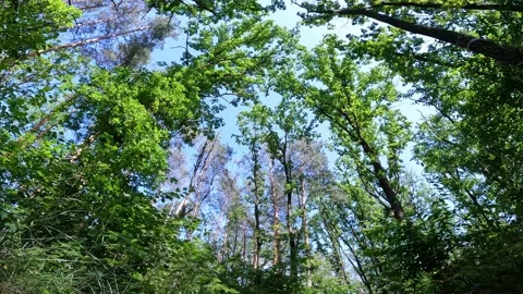 View of the blue sky through the treetops. Green foliage in the forest Stock Footage 199465485