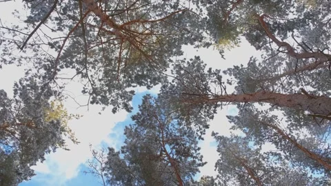 View of the blue sky through the winter forest. The sky through the snowy trees. Stock Footage 309010893