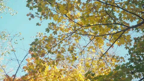 View of the blue sky, with tree branches. bottom-up view Stock Footage 142222370
