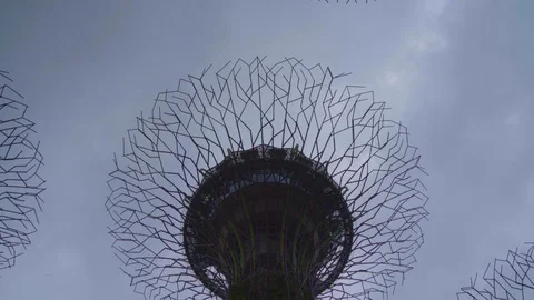 View of blue sky from under the super tree in Singapore Stock Footage 116104950