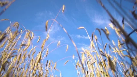 A view of a blue sky from a wheat field with ears. Blue sky. Video stock 78602269