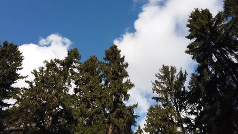 View of the blue sky with white clouds in the coniferous forest, tree and sky Video stock 124768428