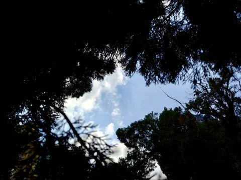 View of a blue sky with white clouds framed by the silhouettes of tall trees Stock Photos