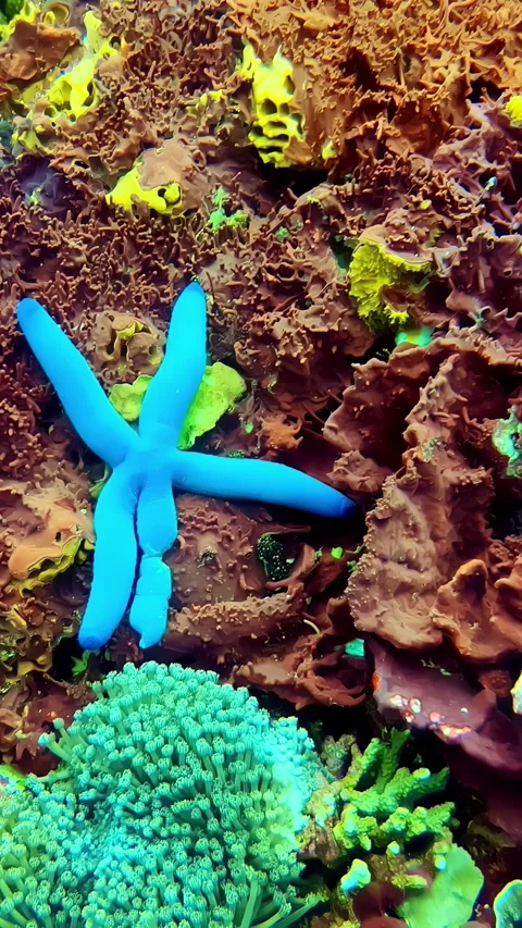 View of a blue starfish on a coral reef in Bali, Indonesia. Stock Footage 339951133