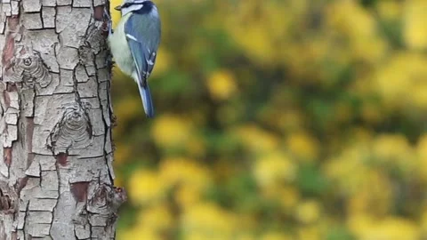 The view of the blue tit bird Stock Footage 236776525