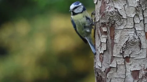 The view of the blue tit bird Stock Footage 236776526