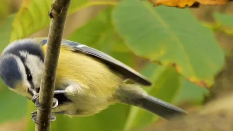 View of the blue tit Stock Footage 236776595