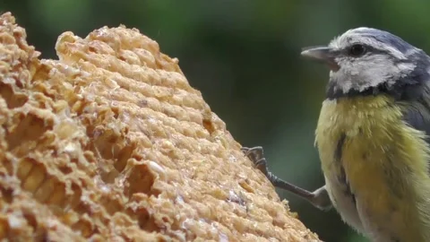View of the blue tit Stock Footage 236777008