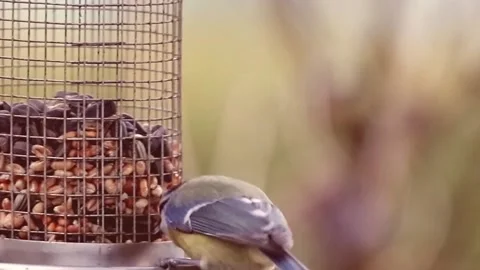 View of the blue tit Stock Footage 236777036