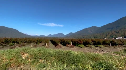 View of Blueberry Field with Mountains on a Background Stock Footage 141017497