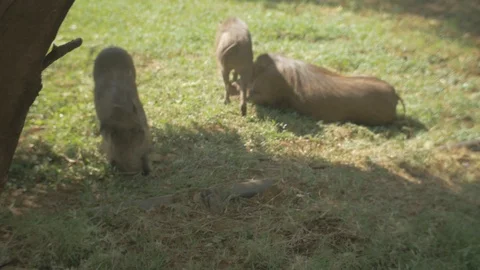 View of boars on a grass in Ethiopia 스톡 동영상 109195912