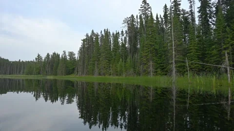 View from a boat floating on a still river reflection an evergreen forest Stock Footage 330363797