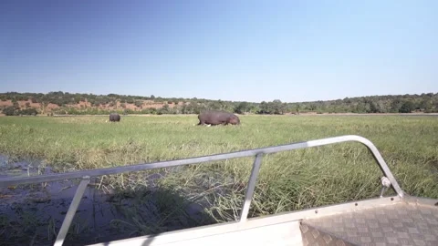 View from boat of hippos grazing Stock Footage