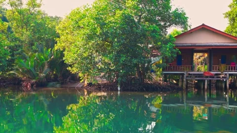 View from boat on mangrove rainforest Stock Footage 292940686