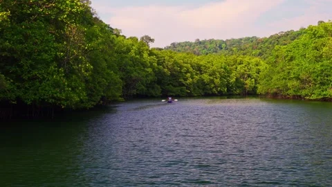 View from boat on mangrove rainforest Stock Footage 292970398