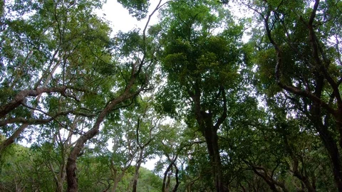 View from boat ride under mangrove tree canopy at Siem Reap, Cambodia Stock Footage 108202631