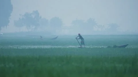 View of a boatman rowing through a misty marsh in Bangladesh. Vídeos de archivo 335599902