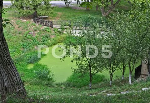 View on bog and small dam in park from above Stock Photos