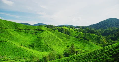 View Of The BOH Tea Plantation in The Cameron Highlands, Malaysia Stock Footage 151114494