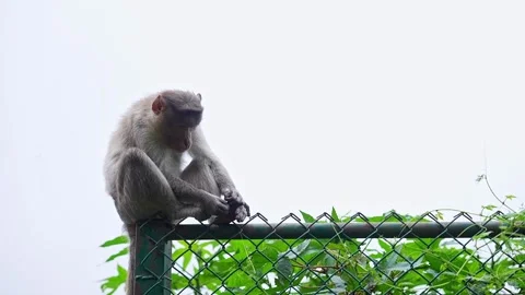 View of bonnet macaque monkey sitting peacefully on roadside barrier at nan.. Stock Footage 339650260