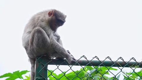View of bonnet macaque monkey sitting peacefully on roadside barrier at nan.. Video stock 339650261