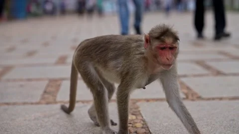 View of bonnet macaque monkey walking peacefully on road at nandi hills Stock Footage 339650262