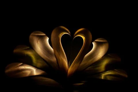 View of book page curl of heart shape and light effects. Stock Photos