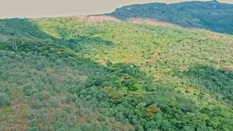 View of the borneo forest seen from above using a drone camera Video stock 274322000