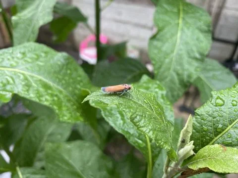 View Of Bothrogonia Insect On A Leaf Stock Photos