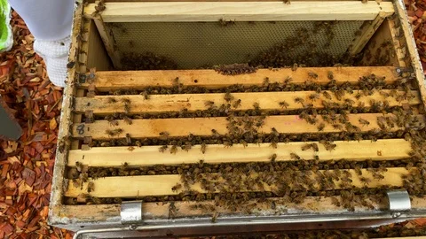 View into the bottom box of a backyard bee hive full of bees Stock Footage 127142221