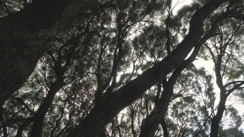 View from the bottom up on the branches and trunks of trees, swayed by the wi Stock Footage 113312712