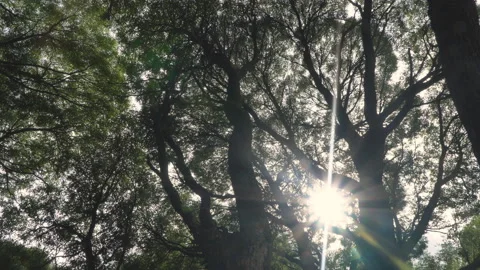 View from the bottom up on the branches and trunks of trees, swayed by the wi Stock Footage 130416347