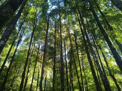 View from the bottom corner of a dense forest with tall trees in a forest. Stock Photos