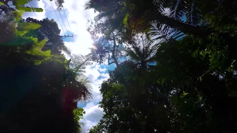 View from bottom of dense forest trees with vines in Bali Stock Footage 237852470