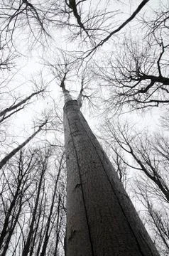 View from the bottom up to the designs of the branches of trees with no leave Stock Photos