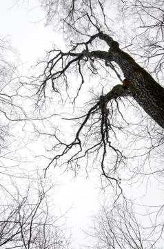 View from the bottom up to the designs of the branches of trees with no leave Stock Photos