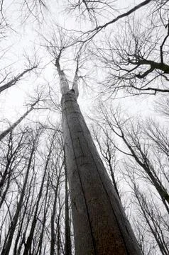 View from the bottom up to the designs of the branches of trees with no leave Stock Photos