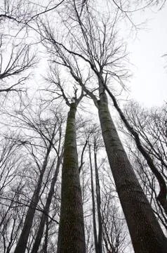 View from the bottom up to the designs of the branches of trees with no leave Stock Photos