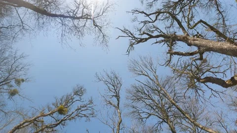 View from the bottom of the forest trees. The blue sky is painted through the Stock Footage 154360557