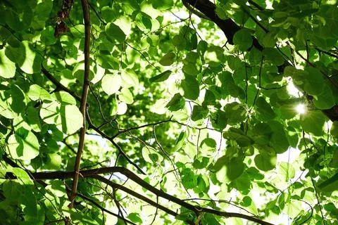 View from bottom to the green tree crowns with translucent sunbeams Stock Photos