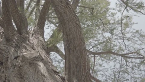 View from the bottom of a huge hundred-year-old tree, in a French garden Stock Footage 135396774