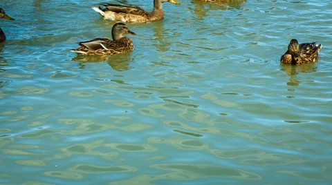 View from the bottom up, the lake with a flock of ducks, wood on the beach Stock Footage 68116728