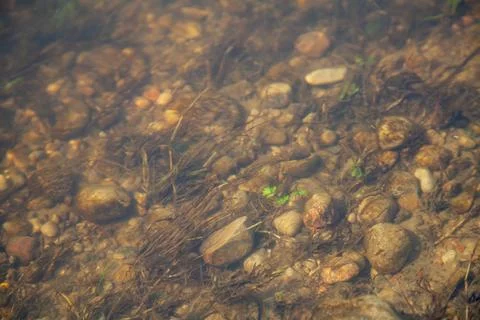 View of bottom of the lake through clear water Stock Photos