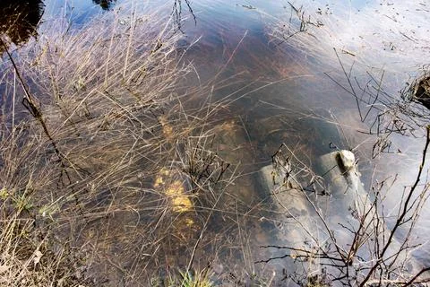 View of bottom of the lake through clear water Stock Photos