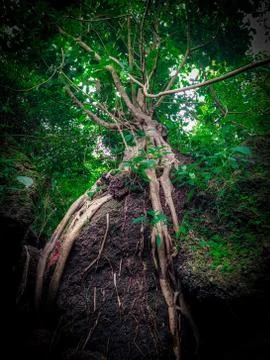 View from the bottom of a large tree to the top Stock Photos