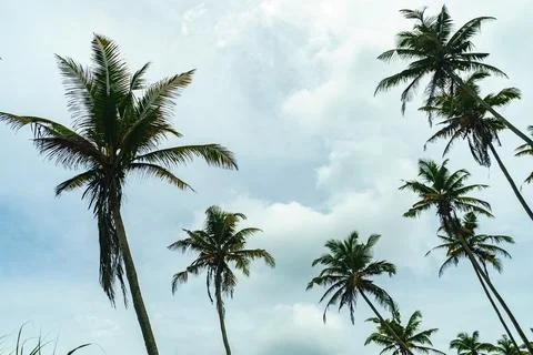 View from the bottom of a palm tree forest in the cloudy sky Stock Photos