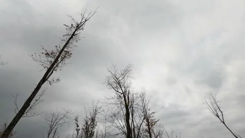View from the bottom up, showing the top of the tree completely bare Stock Footage 167672406