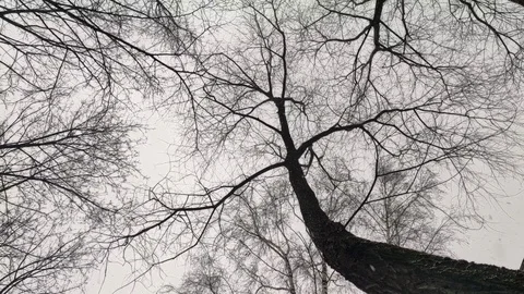 The view from the bottom up. snow falls through the trees Stock Footage 125475760