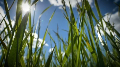 View from the bottom of the tall green grasses Stock Footage 115777396